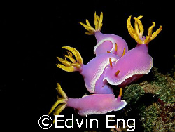 A Gathering Or An Orgy? Taken in Anilao with Canon G7. by Edvin Eng 